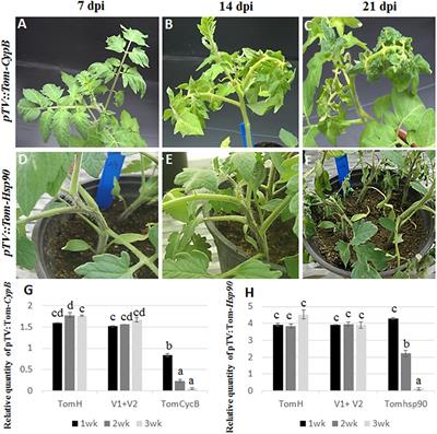 Plant-Mediated Silencing of the Whitefly Bemisia tabaci Cyclophilin B and Heat Shock Protein 70 Impairs Insect Development and Virus Transmission